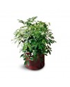 Schefflera Arboricola